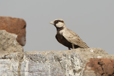 Ashy-crowned Sparrow-lark - Eremopterix grisea