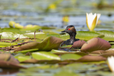 Black-necked greebe - Podiceps nigricollis