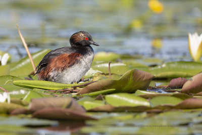 Black-necked greebe - Podiceps nigricollis