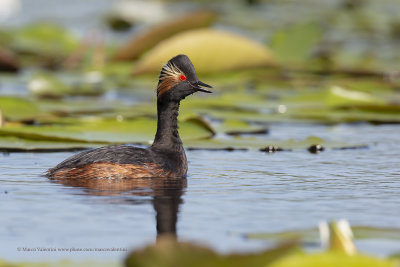 Black-necked greebe - Podiceps nigricollis