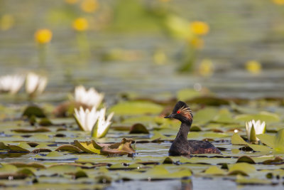 Black-necked greebe - Podiceps nigricollis