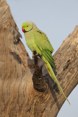 Rosy-ringed parakeet- Psittacula krameri