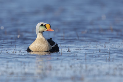 King Eider - Somateria spectabilis