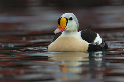 King Eider - Somateria spectabilis