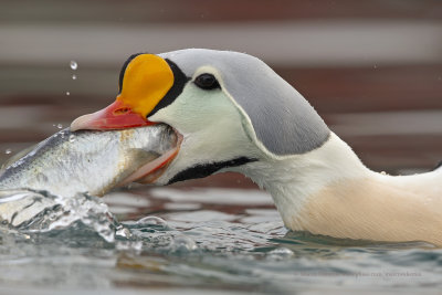 King Eider - Somateria spectabilis