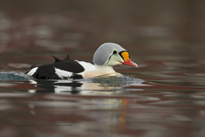 King Eider - Somateria spectabilis