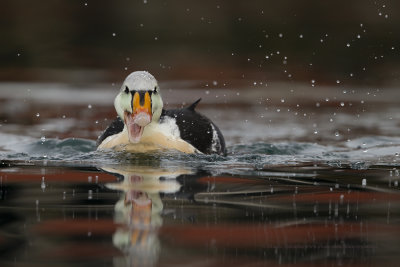 King Eider - Somateria spectabilis