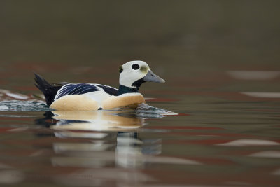 Steller's eider - Polysticta stelleri