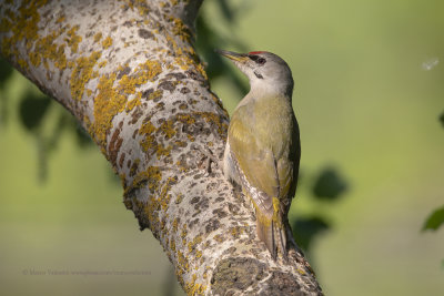Grey-headed woodpecker - Picus canus