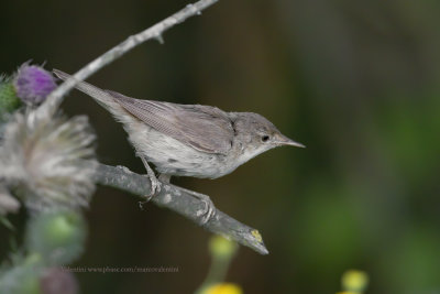 Eastern Olivaceous Warbler - Iduna pallida