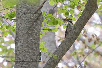 White-backed Woodpecker - Dendrocopus leucotis