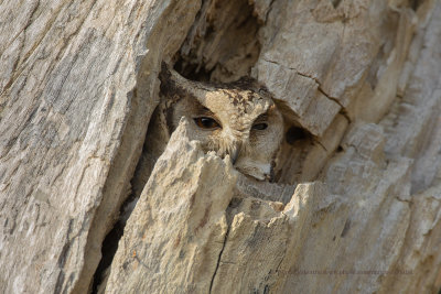 Oriental Scops-owl - Otus bakkamoena