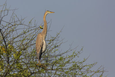 Purple heron - Ardea purpurea