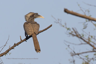 Indian Grey Hornbill - Ocyceros birostris