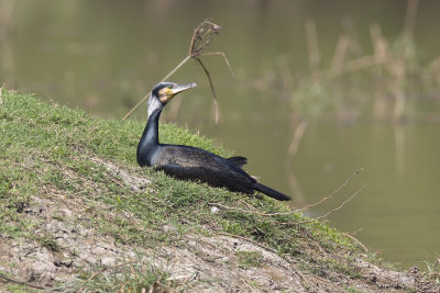 Great cormorant - Phalacrocorax carbo