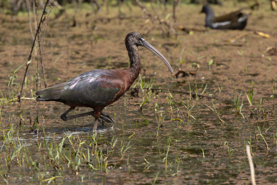 Glossy Ibis - Plegadis falcinellus