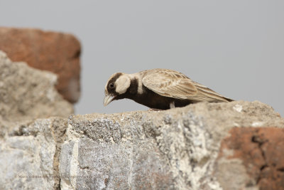 Ashy-crowned Sparrow-lark - Eremopterix grisea