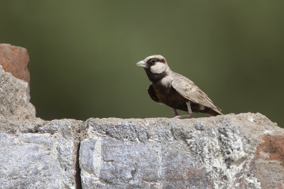 Ashy-crowned Sparrow-lark - Eremopterix grisea