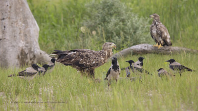 White-tailed Sea-eagle - Haliaeetus albicilla