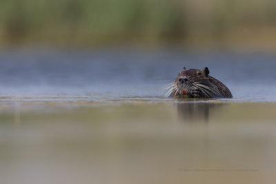 Coypu - Myocastor coypus