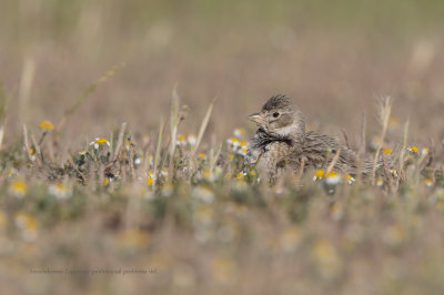 Calandra lark - Melanocorypha calandra