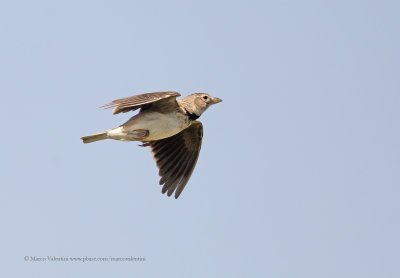 Calandra lark - Melanocorypha calandra