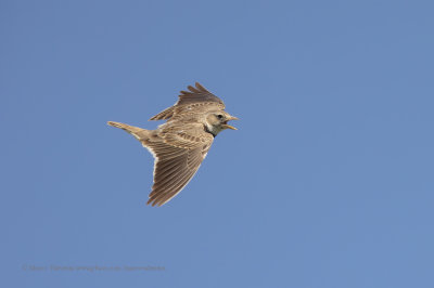 Calandra lark - Melanocorypha calandra