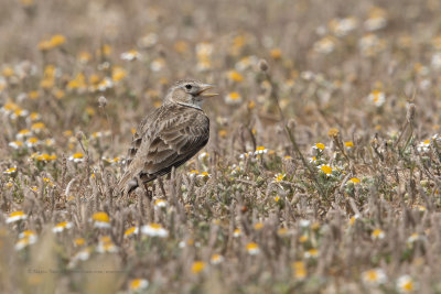 Calandra lark - Melanocorypha calandra