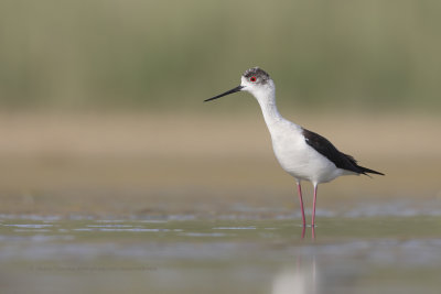 Black-winged stilt - Himantopus himantopus