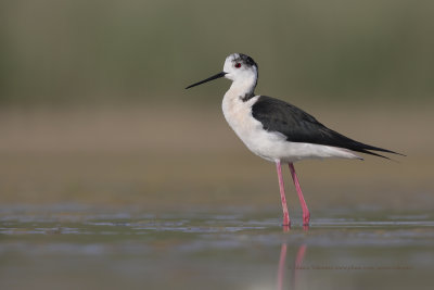 Black-winged stilt - Himantopus himantopus