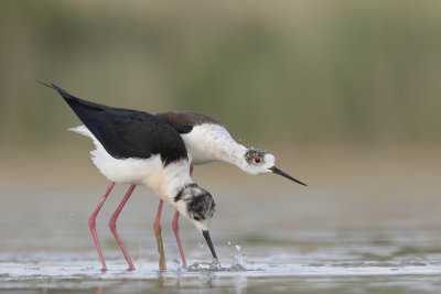 Black-winged stilt - Himantopus himantopus