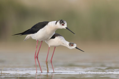 Black-winged stilt - Himantopus himantopus