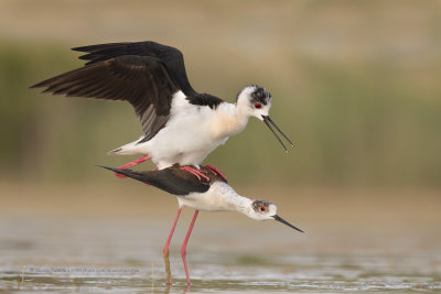 Black-winged stilt - Himantopus himantopus