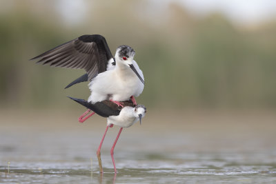 Black-winged stilt - Himantopus himantopus