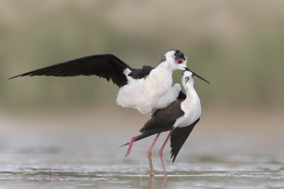 Black-winged stilt - Himantopus himantopus