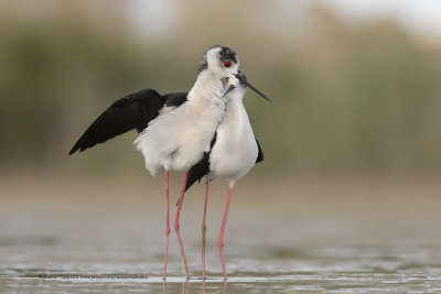Black-winged stilt - Himantopus himantopus