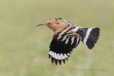 Hoopoe - Upupa epops
