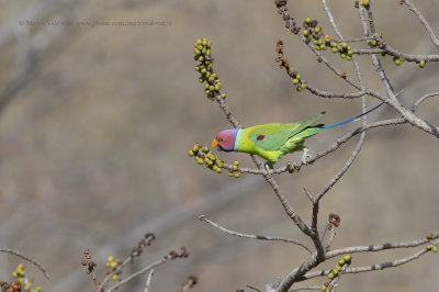 Plum-headed Parakeet - Psittacula cyanocephala