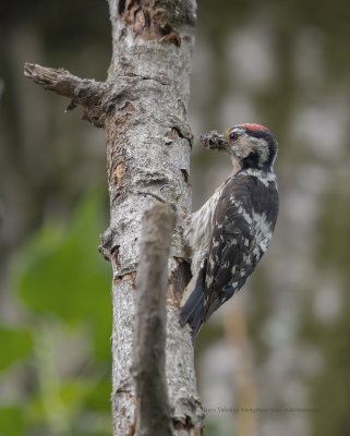 Little spotted woodpecker - Dendrocopus minor