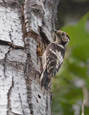 Little spotted woodpecker - Dendrocopus minor