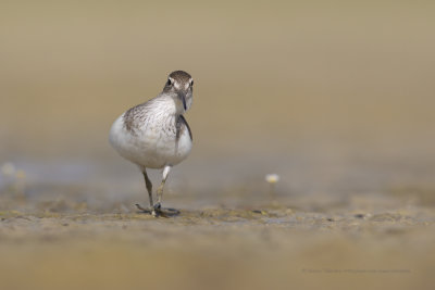 Common sandpiper - Acitis hypoleucos