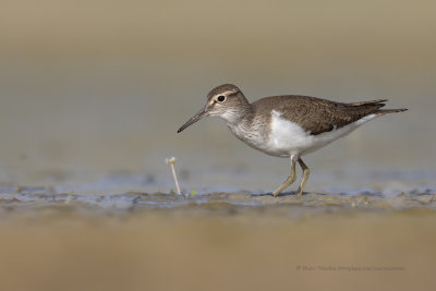 Common sandpiper - Acitis hypoleucos