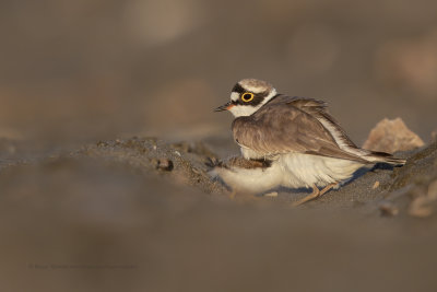 Ringed plover - Charadrius dubius