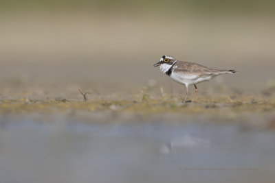 Ringed plover - Charadrius dubius