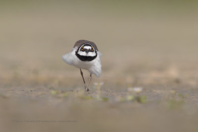 Ringed plover - Charadrius dubius