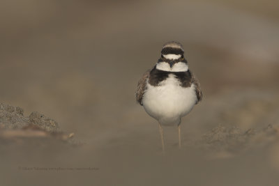 Ringed plover - Charadrius dubius