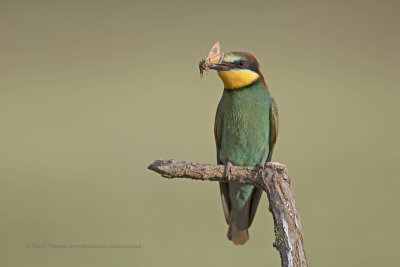 European Bee-eater - Merops apiaster
