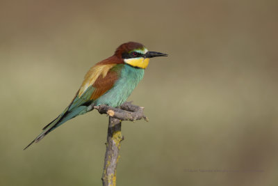  European Bee-eater - Merops apiaster