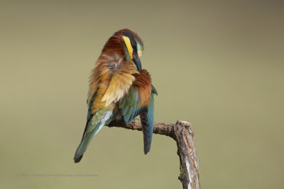 European Bee-eater - Merops apiaster