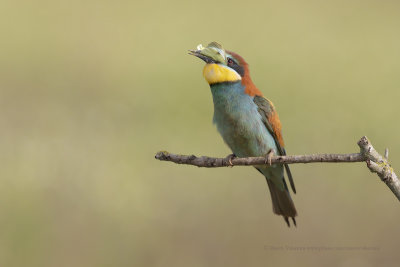  European Bee-eater - Merops apiaster